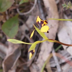 Diuris pardina at Gundaroo, NSW - suppressed