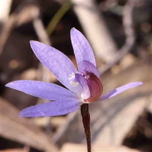 Cyanicula caerulea at Gundaroo, NSW - 20 Sep 2024