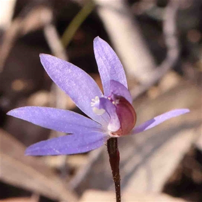 Cyanicula caerulea (Blue Fingers, Blue Fairies) at Gundaroo, NSW - 20 Sep 2024 by ConBoekel