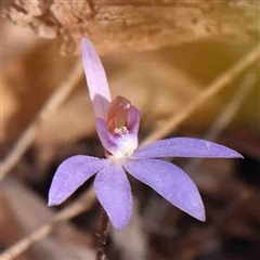 Cyanicula caerulea at Gundaroo, NSW - 20 Sep 2024