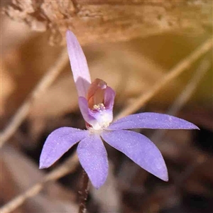 Cyanicula caerulea at Gundaroo, NSW - 20 Sep 2024