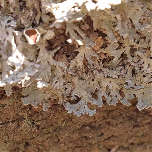 Flavoparmelia sp. at Gundaroo, NSW - 20 Sep 2024