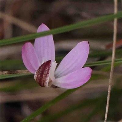 Caladenia fuscata (Dusky Fingers) at Gundaroo, NSW - 20 Sep 2024 by ConBoekel