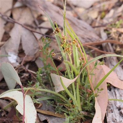 Luzula meridionalis (Common Woodrush) at Gundaroo, NSW - 20 Sep 2024 by ConBoekel