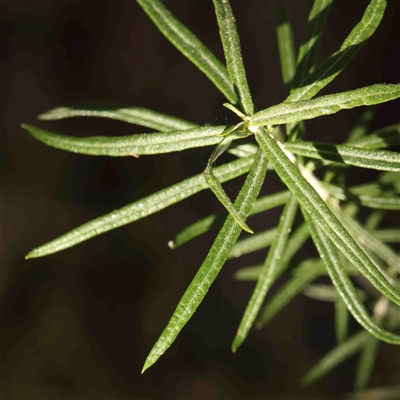 Cassinia longifolia (Shiny Cassinia, Cauliflower Bush) at Gundaroo, NSW - 20 Sep 2024 by ConBoekel