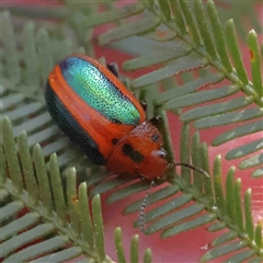 Calomela curtisi (Acacia leaf beetle) at Gundaroo, NSW - 20 Sep 2024 by ConBoekel