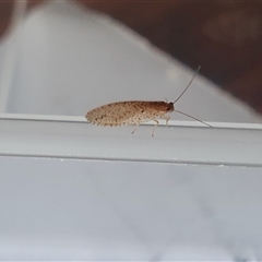 Micromus tasmaniae (Tasmanian Brown Lacewing) at Yass River, NSW - 20 Sep 2024 by SenexRugosus