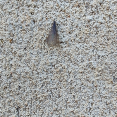 Formicidae (family) at Surf Beach, NSW - 20 Sep 2024 by LyndalT