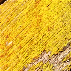 Unverified Lichen at Gundaroo, NSW - 20 Sep 2024 by ConBoekel