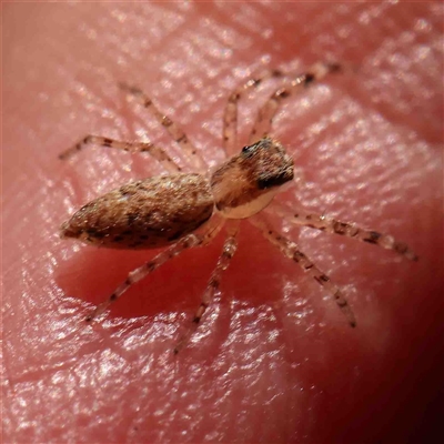 Helpis minitabunda (Threatening jumping spider) at Gundaroo, NSW - 20 Sep 2024 by ConBoekel