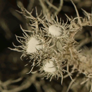 Usnea sp. (genus) at Gundaroo, NSW - 20 Sep 2024