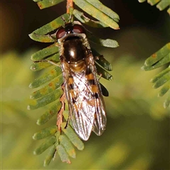 Eupeodes (Macrosyrphus) confrater (Hover fly) at Gundaroo, NSW - 20 Sep 2024 by ConBoekel