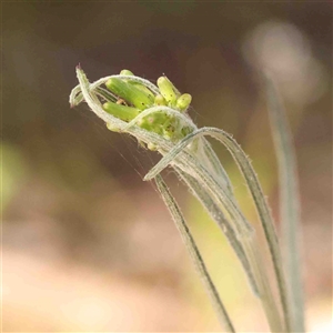 Senecio sp. at Gundaroo, NSW - 20 Sep 2024