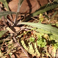 Senecio sp. at Gundaroo, NSW - 20 Sep 2024