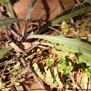 Senecio sp. at Gundaroo, NSW - 20 Sep 2024 10:37 AM