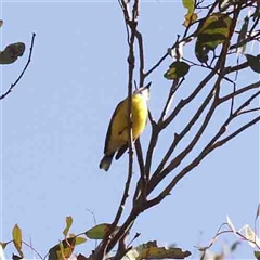 Gerygone olivacea (White-throated Gerygone) at Gundaroo, NSW - 20 Sep 2024 by ConBoekel