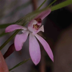 Caladenia fuscata (Dusky Fingers) at Gundaroo, NSW - 20 Sep 2024 by ConBoekel