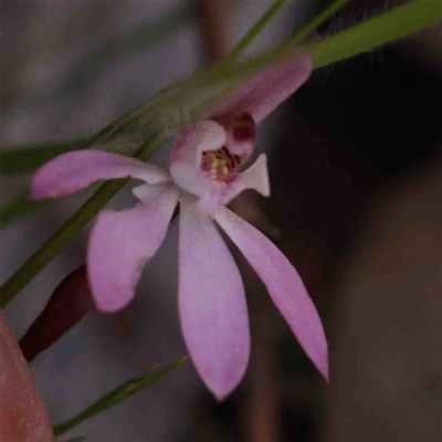 Caladenia fuscata (Dusky Fingers) at Gundaroo, NSW - 20 Sep 2024 by ConBoekel