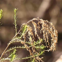 Cassinia sifton (Sifton Bush, Chinese Shrub) at Gundaroo, NSW - 20 Sep 2024 by ConBoekel