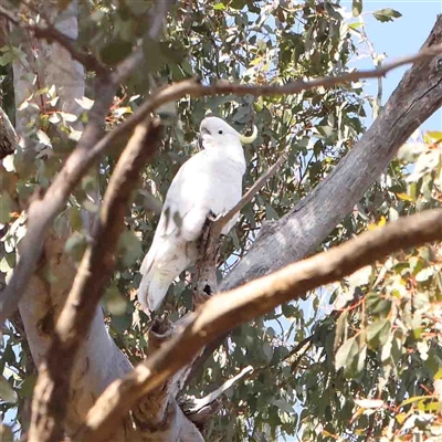 Cacatua galerita (Sulphur-crested Cockatoo) at Gundaroo, NSW - 20 Sep 2024 by ConBoekel