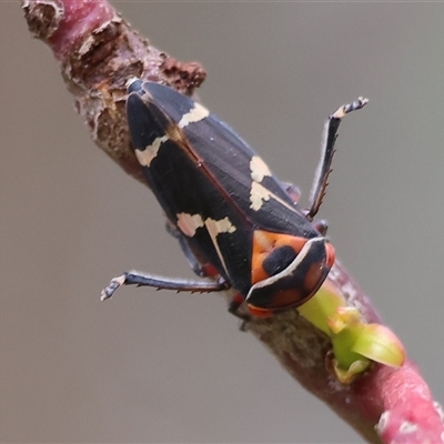 Eurymeloides pulchra (Gumtree hopper) at Wodonga, VIC - 21 Sep 2024 by KylieWaldon