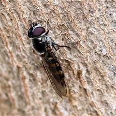 Syrphini (tribe) (Unidentified syrphine hover fly) at Wodonga, VIC - 21 Sep 2024 by KylieWaldon