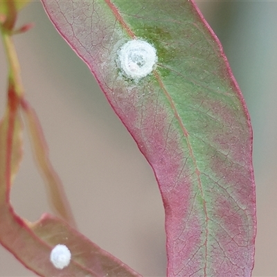 Glycaspis sp. (genus) (Unidentified sugary lerp) at Wodonga, VIC - 21 Sep 2024 by KylieWaldon
