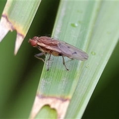 Unidentified True fly (Diptera) at Wodonga, VIC - 21 Sep 2024 by KylieWaldon