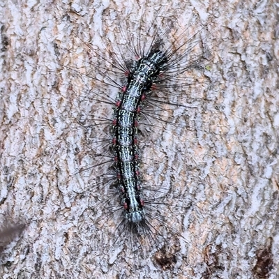 Anestia (genus) at Wodonga, VIC - 21 Sep 2024 by KylieWaldon