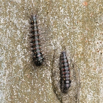 Anestia (genus) at Wodonga, VIC - 21 Sep 2024 by KylieWaldon