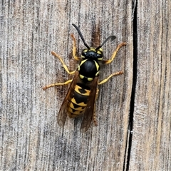 Vespula germanica (European wasp) at Wodonga, VIC - 20 Sep 2024 by KylieWaldon