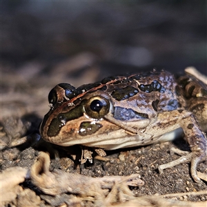 Limnodynastes tasmaniensis at Braidwood, NSW - 21 Sep 2024