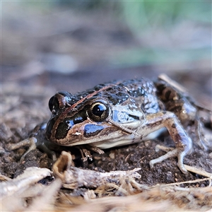 Limnodynastes tasmaniensis at Braidwood, NSW - 21 Sep 2024