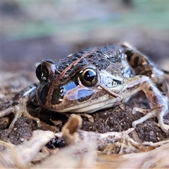 Limnodynastes tasmaniensis at Braidwood, NSW - 21 Sep 2024 10:47 AM