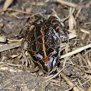 Limnodynastes tasmaniensis at Braidwood, NSW - 21 Sep 2024 10:47 AM