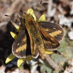 Taractrocera papyria (White-banded Grass-dart) at Hall, ACT - 20 Sep 2024 by Anna123