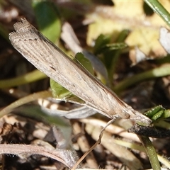 Faveria tritalis (Couchgrass Webworm) at Hall, ACT - 20 Sep 2024 by Anna123