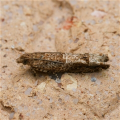 Crocidosema plebejana (Cotton Tipworm Moth) at Harrison, ACT - 20 Sep 2024 by DPRees125