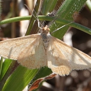 Scopula rubraria at Hall, ACT - 20 Sep 2024