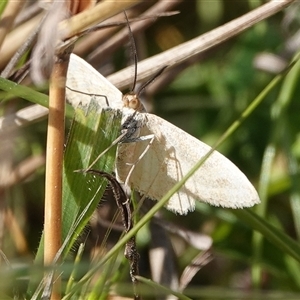 Scopula rubraria at Hall, ACT - 20 Sep 2024