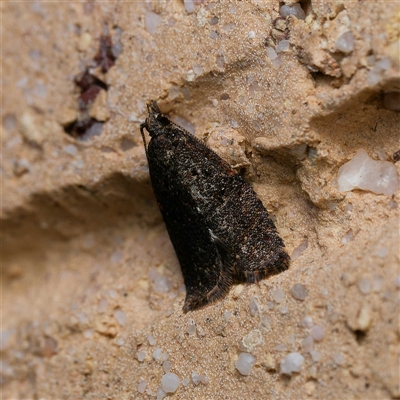 Isochorista (genus) (A Tortricid moth) at Harrison, ACT - 19 Sep 2024 by DPRees125