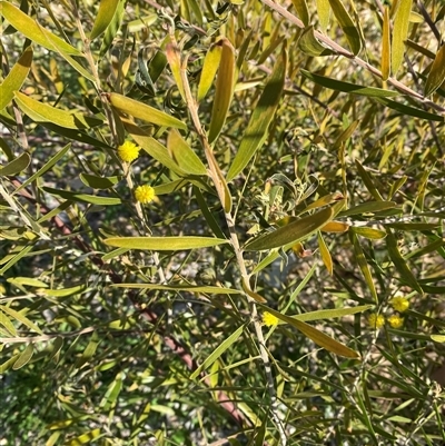 Acacia lanigera var. lanigera (Woolly Wattle, Hairy Wattle) at Garran, ACT - 21 Sep 2024 by ruthkerruish