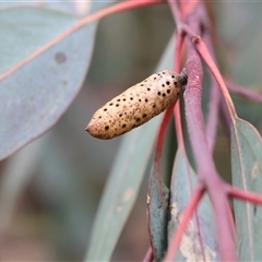 Unidentified Eucalyptus Gall at Wodonga, VIC - 20 Sep 2024 by KylieWaldon