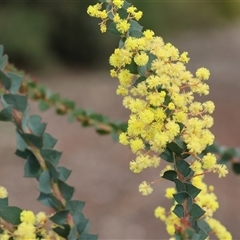 Acacia pravissima (Wedge-leaved Wattle, Ovens Wattle) at Wodonga, VIC - 20 Sep 2024 by KylieWaldon