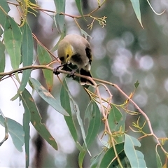 Ptilotula penicillata (White-plumed Honeyeater) at Wodonga, VIC - 21 Sep 2024 by KylieWaldon