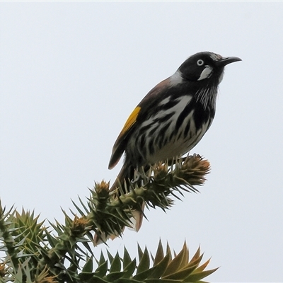 Phylidonyris novaehollandiae (New Holland Honeyeater) at Wodonga, VIC - 21 Sep 2024 by KylieWaldon