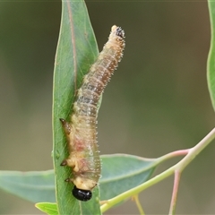 Perginae sp. (subfamily) (Unidentified pergine sawfly) at Wodonga, VIC - 21 Sep 2024 by KylieWaldon