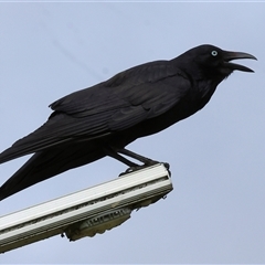 Corvus coronoides (Australian Raven) at Wodonga, VIC - 20 Sep 2024 by KylieWaldon