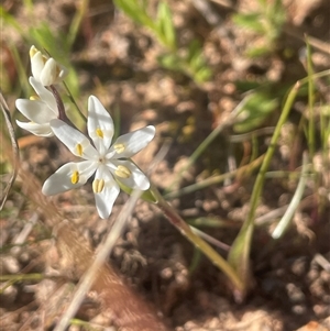 Wurmbea dioica subsp. dioica at Bowning, NSW - 19 Sep 2024 01:59 PM