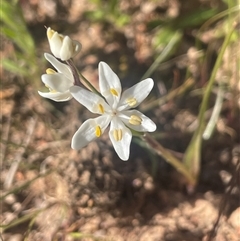 Wurmbea dioica subsp. dioica at Bowning, NSW - 19 Sep 2024